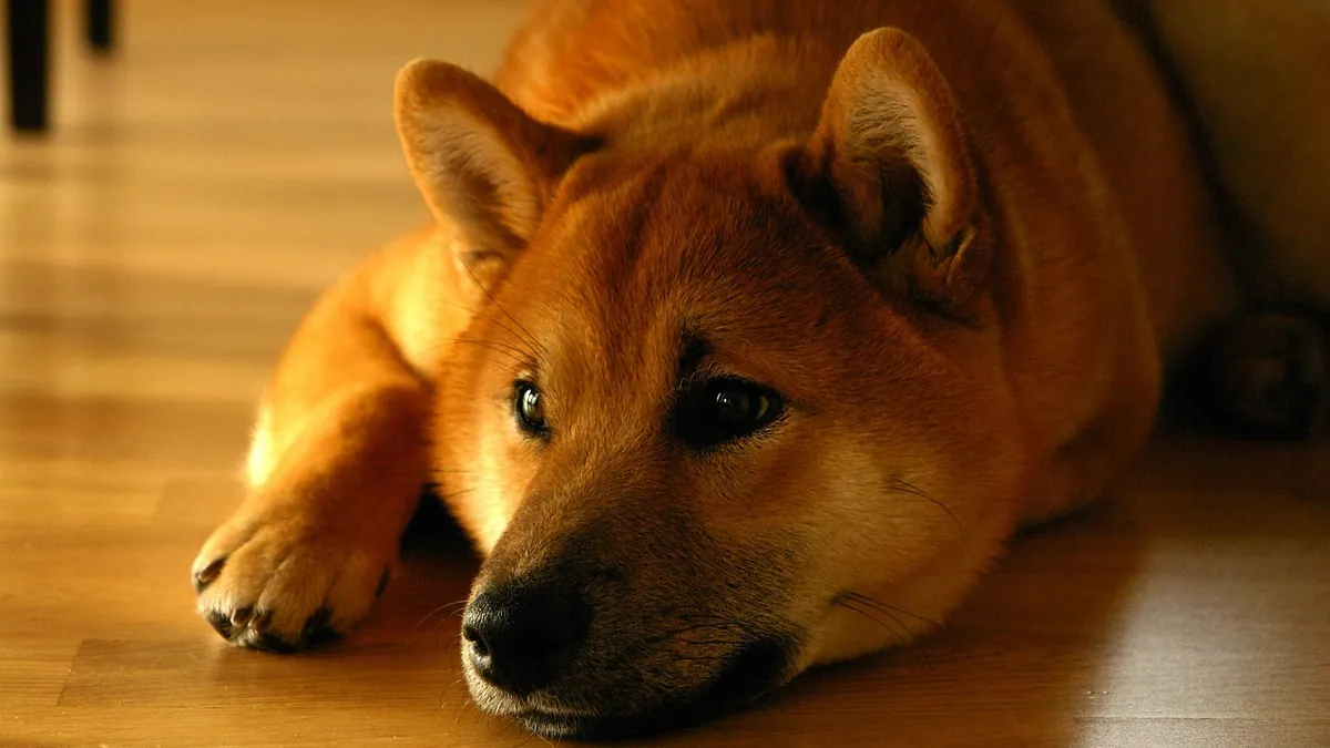 Lower Back Pain in Dogs: Treatment and Pain Relief