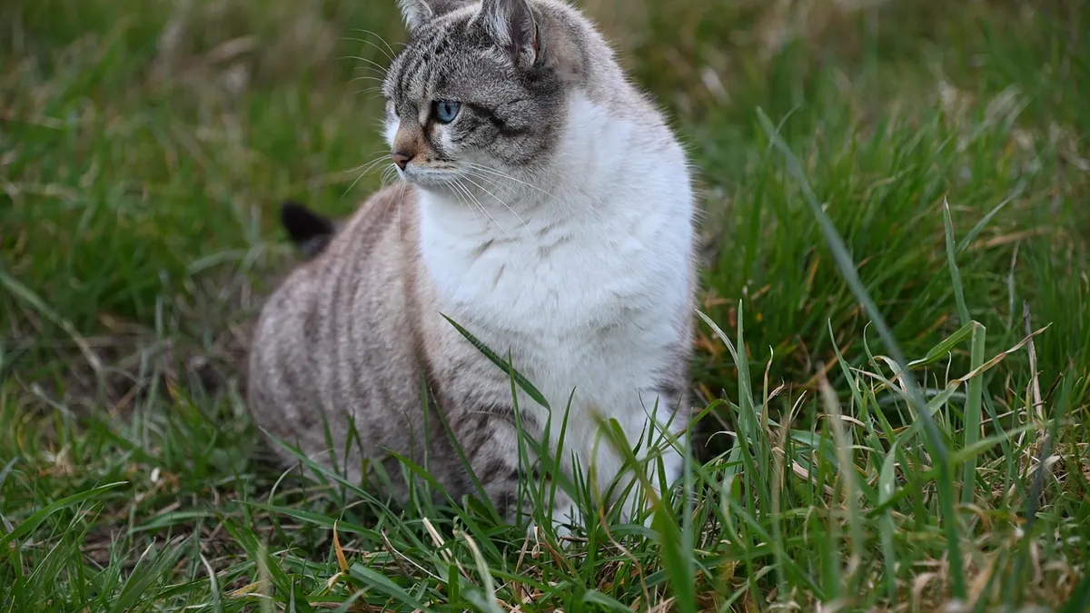 Is Lucky Clover Toxic to Cats? What Owners Should Know