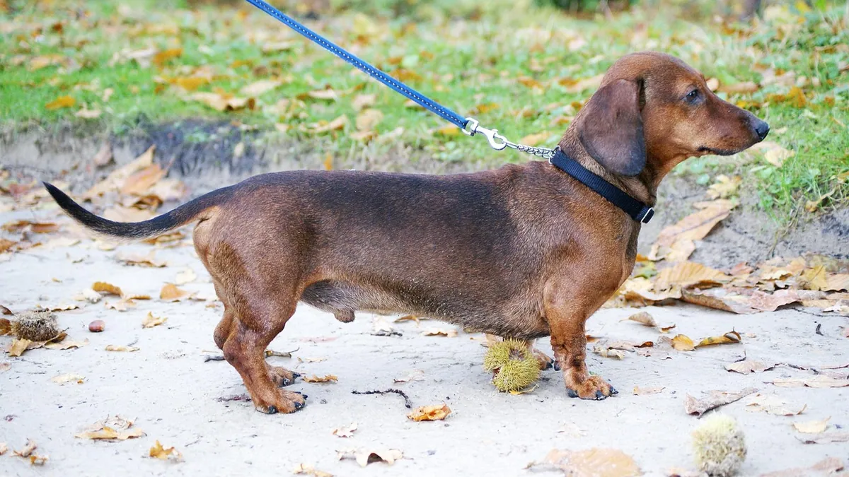 Lump on a Dog's Hind Quarter: What It Could Be