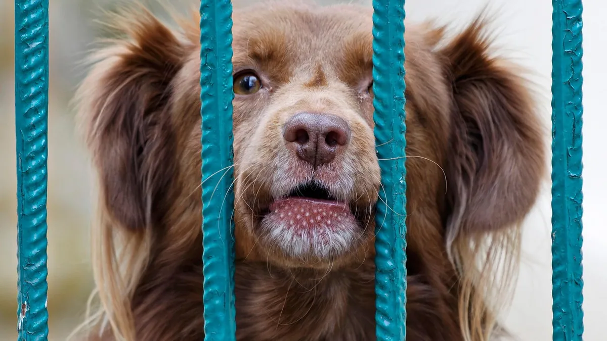 Lung Cancer in Dogs: Causes, Signs, and What to Expect