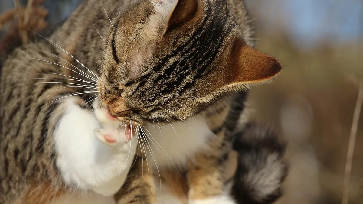 Is Lysol Toxic to Cats? Wet, Dry, and Spray Risks