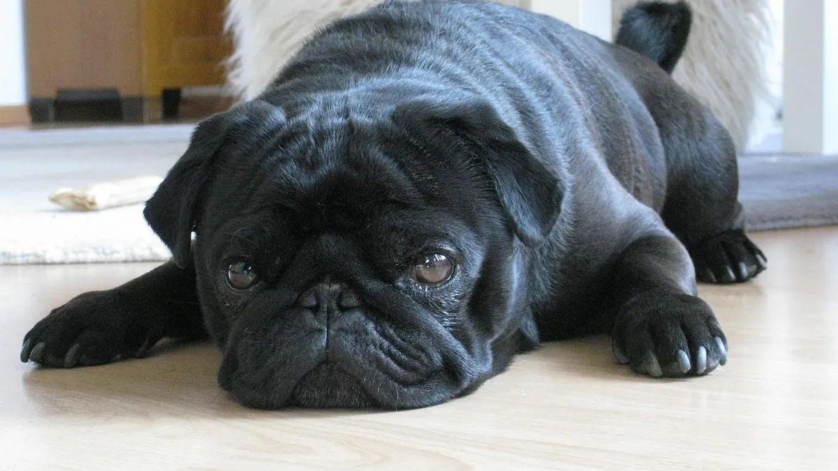 Is Lysol Toxic to Dogs? Dried Surfaces, Sprays, Wipes
