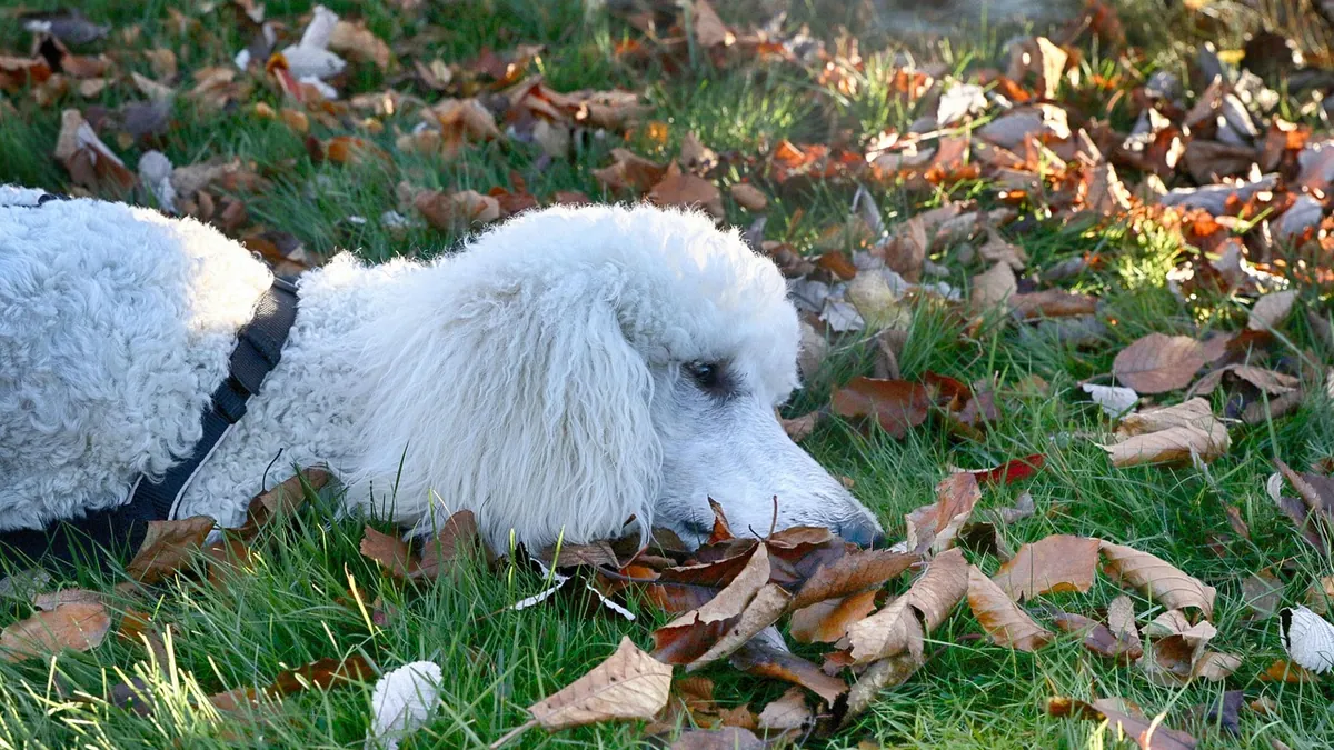 Are Macadamia Leaves Poisonous to Pets?
