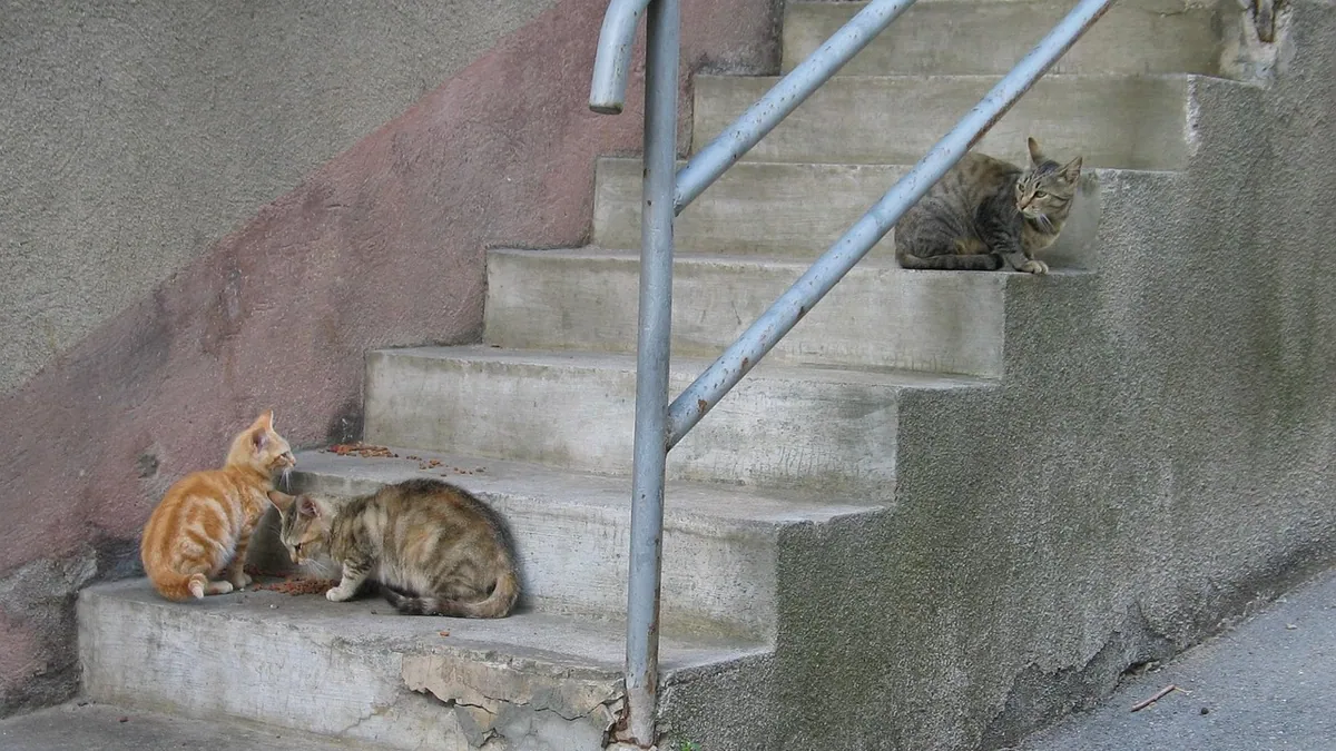 Are Macadamia Nuts Toxic to Cats? Oil and Nut Safety