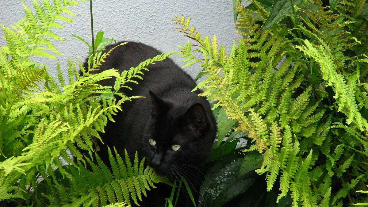 Are Maidenhair and Foxtail Ferns Toxic to Cats?