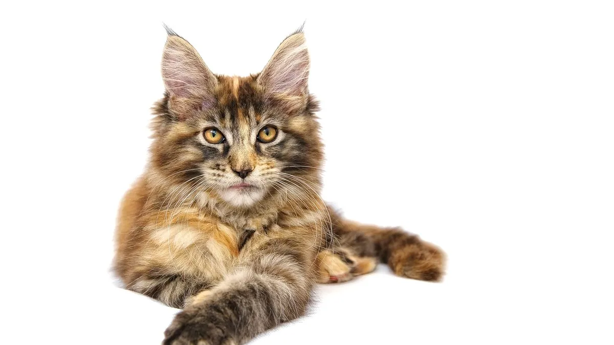 Is My Kitten a Maine Coon? Traits and Care
