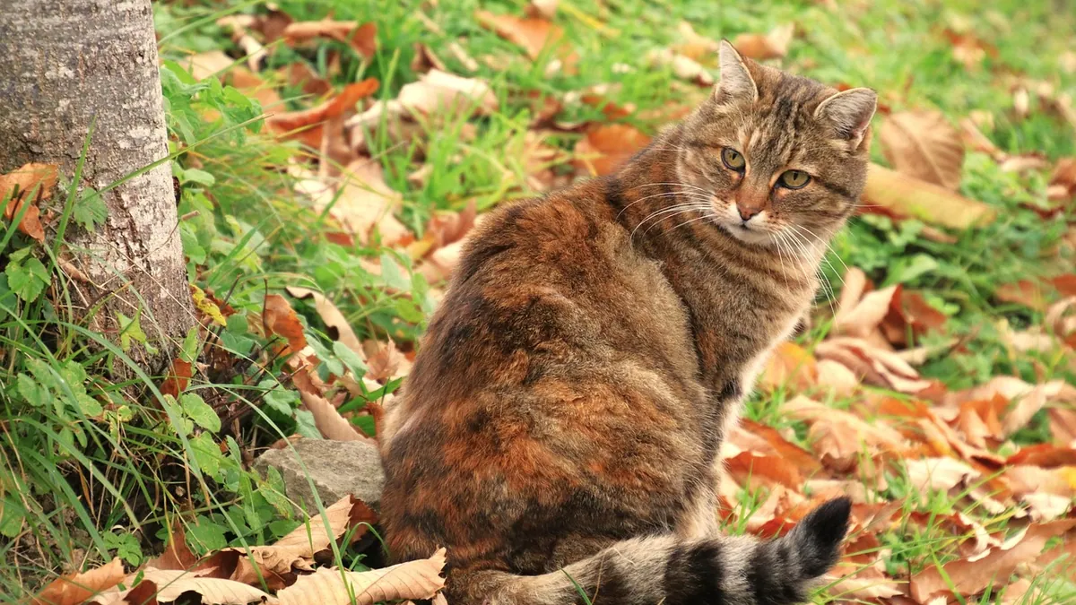 Are Maple Leaves Poisonous to Cats?
