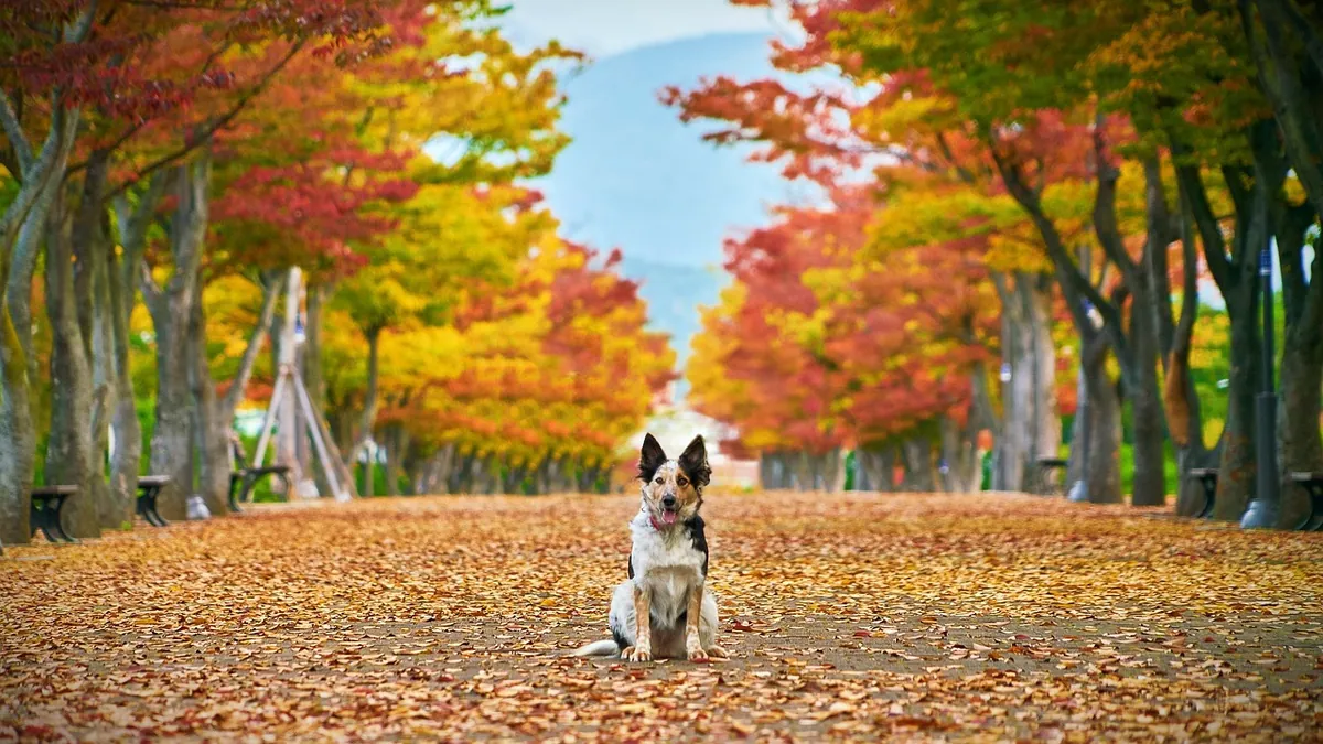 Are Maple Leaves Toxic to Dogs? Red, Sugar, and More