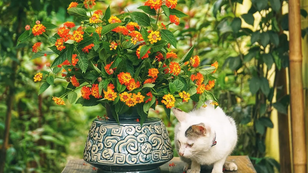 Are Marigolds Toxic to Cats? Types and Symptoms