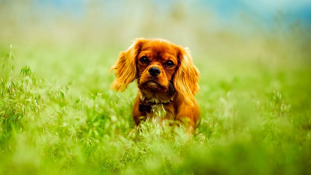 Are Marigolds Toxic to Dogs? Pet Safety Facts