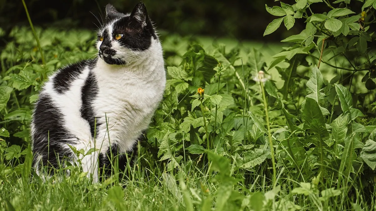 Is the Marijuana Plant Toxic to Cats? Leaves and Smoke