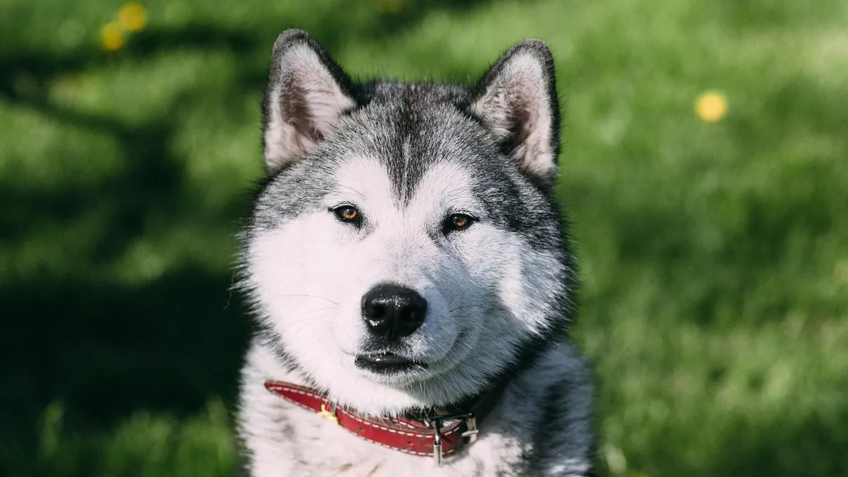 Is Marijuana Toxic to Pets? Risks and What to Do