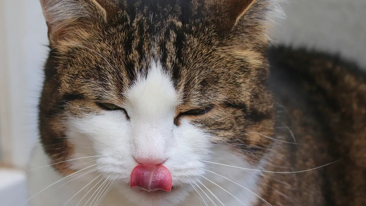 Maropitant (Cerenia) for Cats: Appetite and Dosing