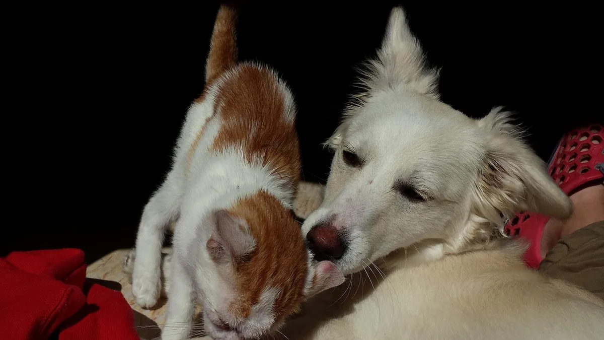 Mast Cell Tumors in Cats vs Dogs: Key Differences