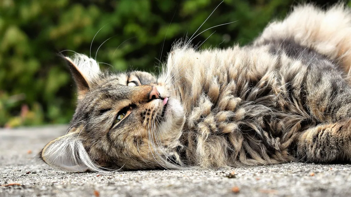 Mastitis in Cats: Antibiotics and Treatment Options