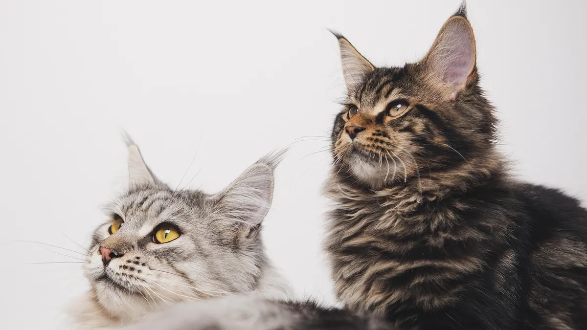 Mastitis in Cats Not Pregnant: Causes and Next Steps