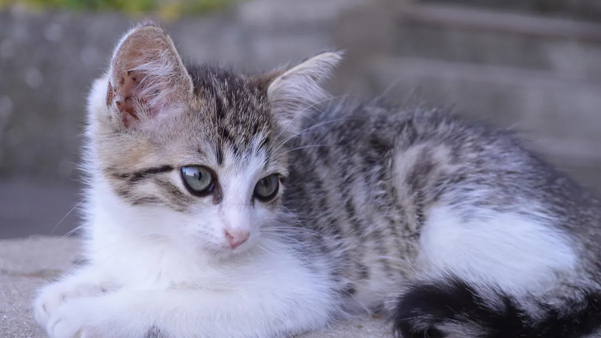 Mastitis in Cats: Symptoms, Causes, and Warning Signs