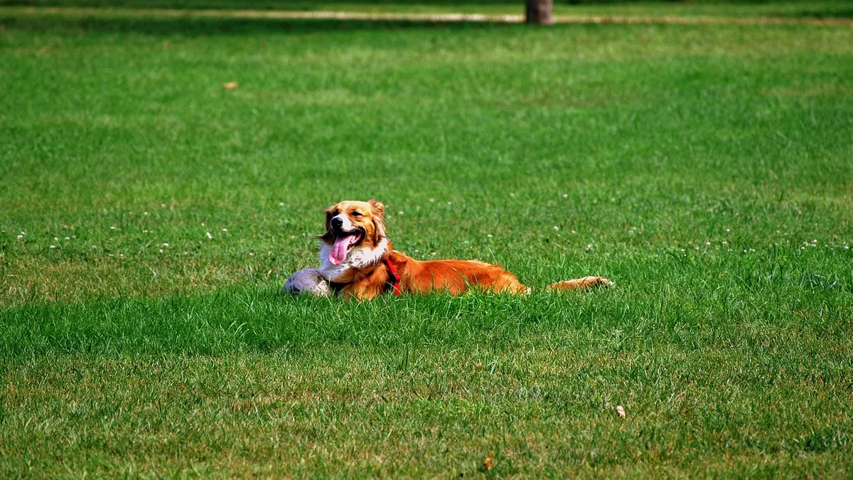 Mastitis in Dogs After Heat: Causes and Treatment