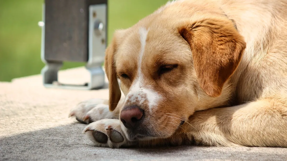 Mastitis in Dogs Without Pregnancy or Nursing