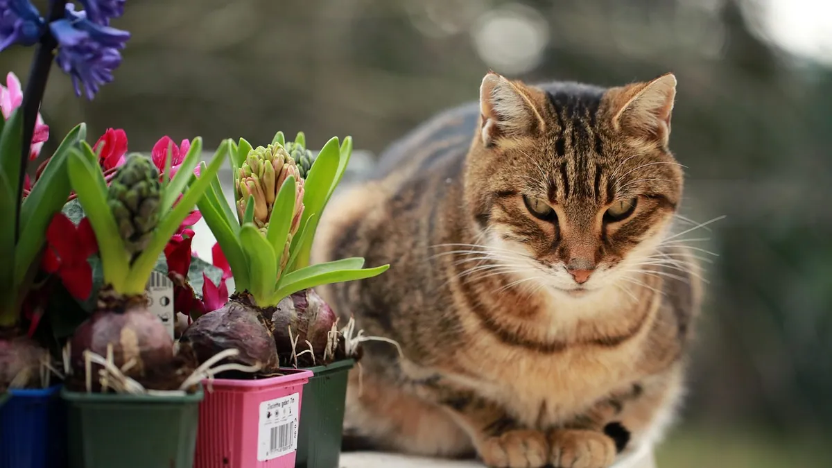 What Medications Are Toxic to Cats? Common Household Risks