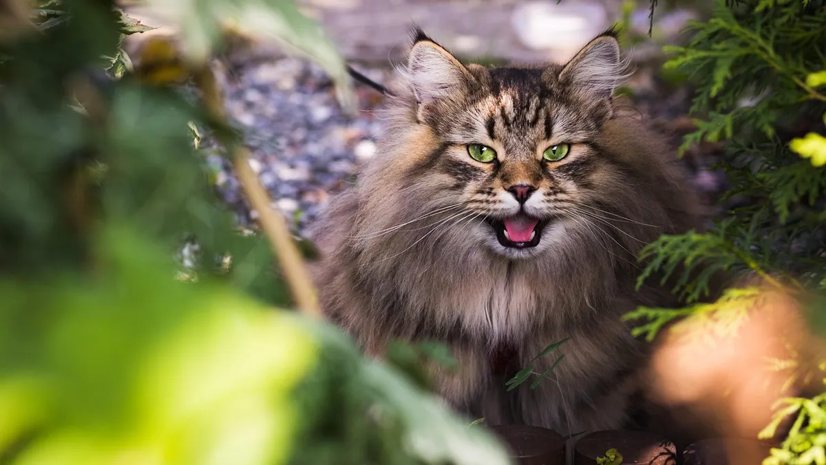 Megaesophagus in Cats: Symptoms and Diagnosis