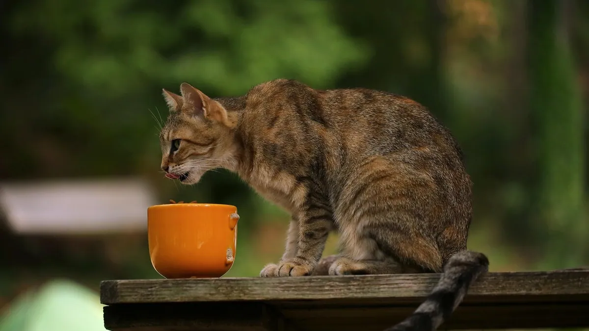 Megaesophagus in Cats: Treatment and Management