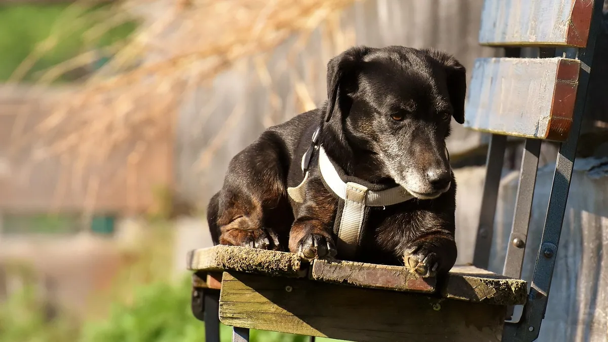 Megaesophagus in Dogs: Life Expectancy and Prognosis