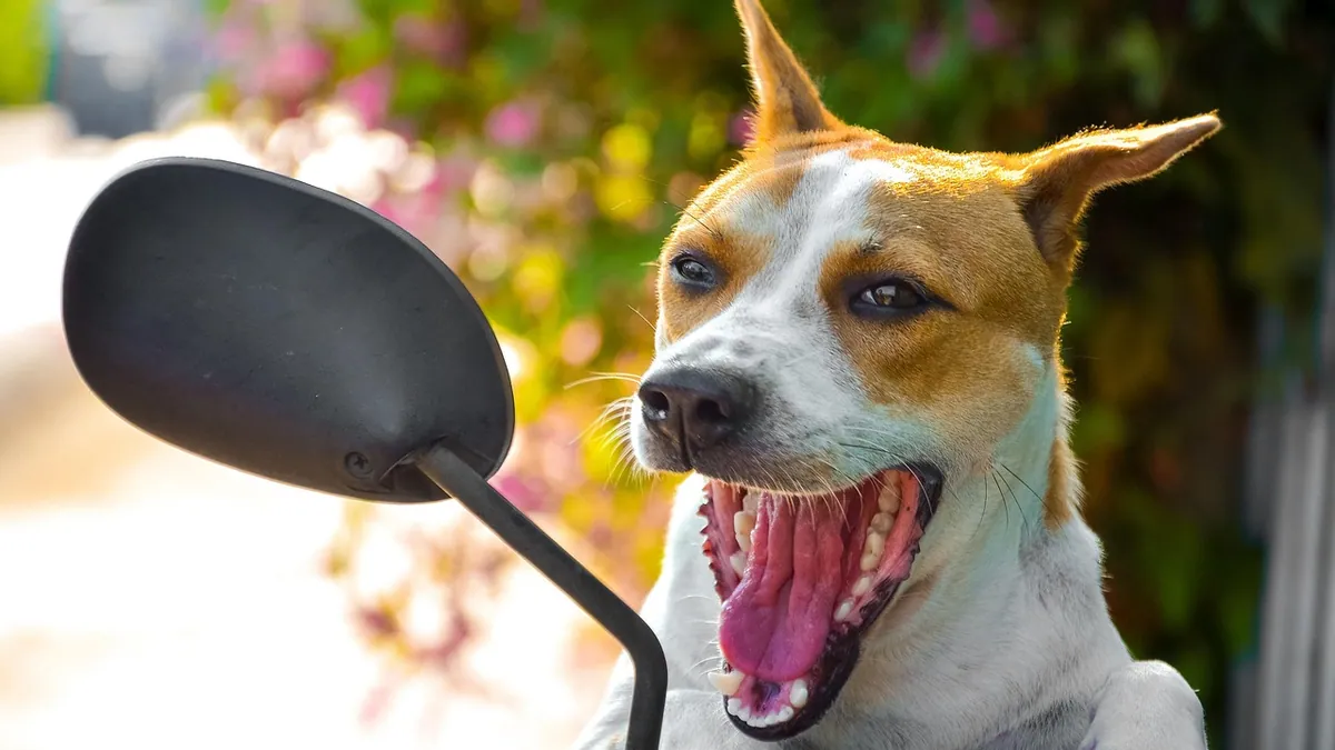 Megaesophagus in Dogs: Symptoms, Causes, and Feeding