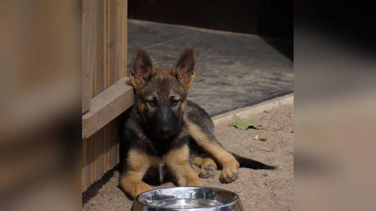 Megaesophagus in Dogs: Treatment and Surgery Options