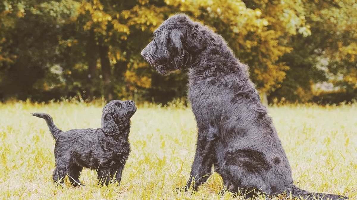 Megaesophagus in Dogs: X-Rays and Diagnosis