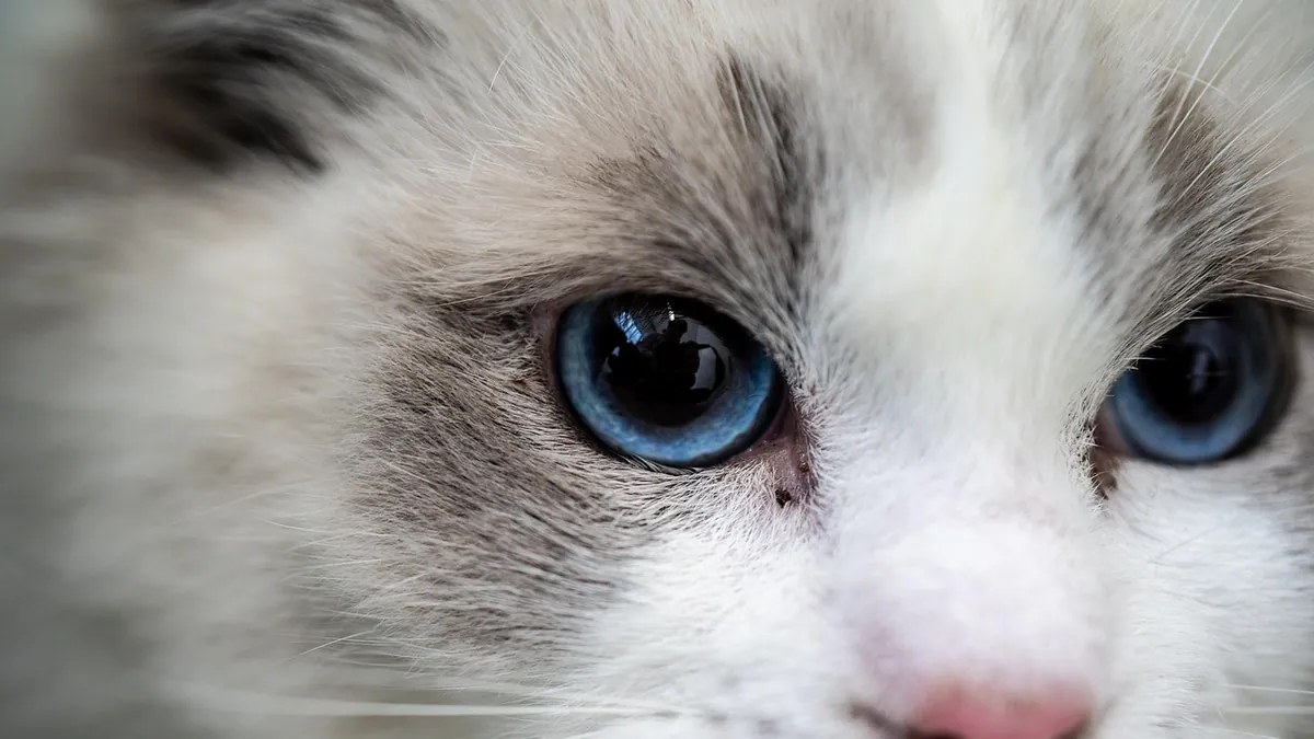 Melanoma in Cats: Survival Rate and Prognosis