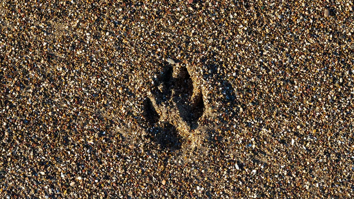 Melanoma in Dogs' Toes: Signs and Treatment