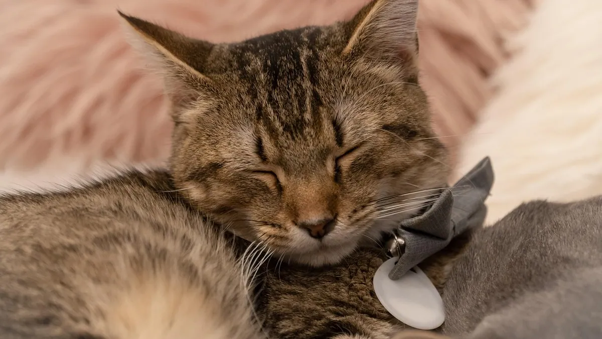 Metacam for Cats: Pain Relief Uses and Safety