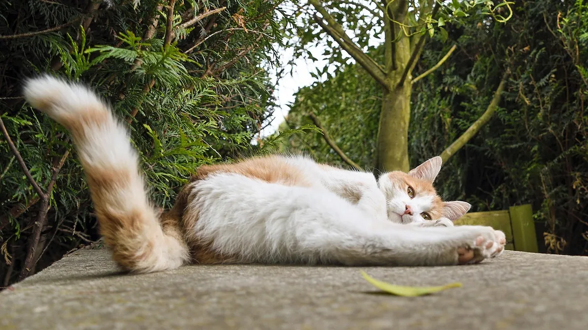 Metoclopramide for Cats With Pancreatitis: Does It Help?