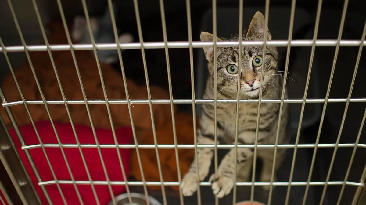 Metoclopramide for Cats: Uses, Doses, and Side Effects