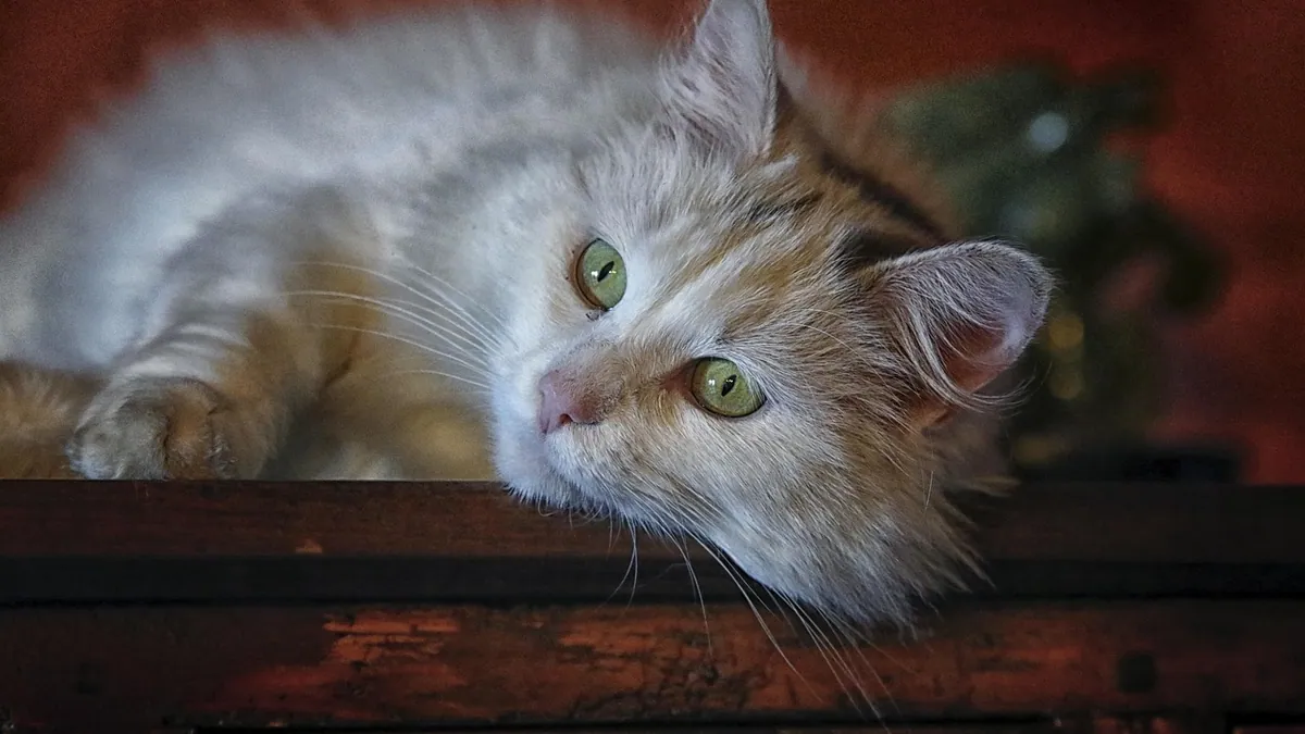 Metronidazole for Cats: IBD, Giardia, and UTI Uses