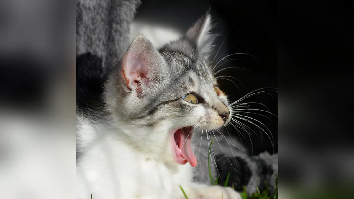 Metronidazole for Cats: Side Effects and Diarrhea Use