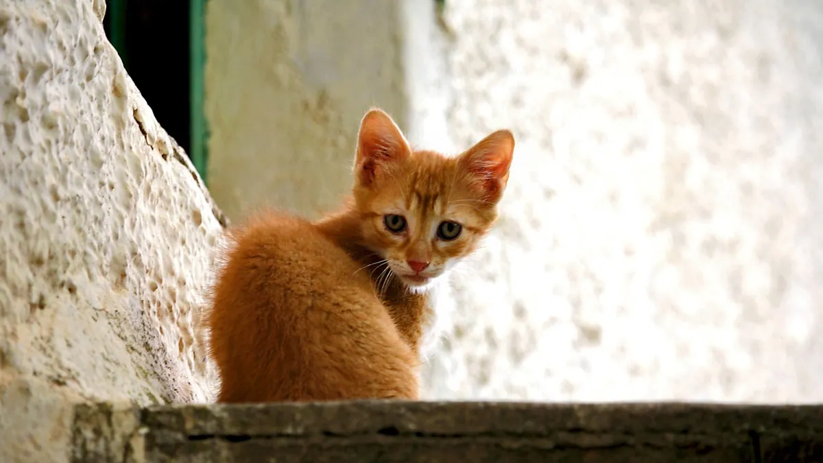 Miconazole for Cats Over the Counter: Safe or Not?