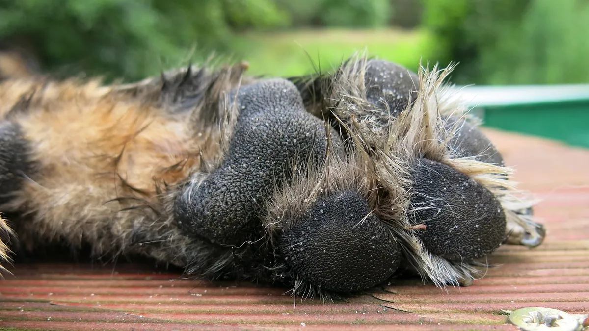 Miconazole for Dogs: Yeast, Paws, and Side Effects