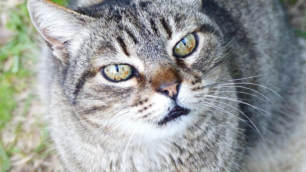 Miconazole for Cats: Acne, Shampoos, and Skin Use