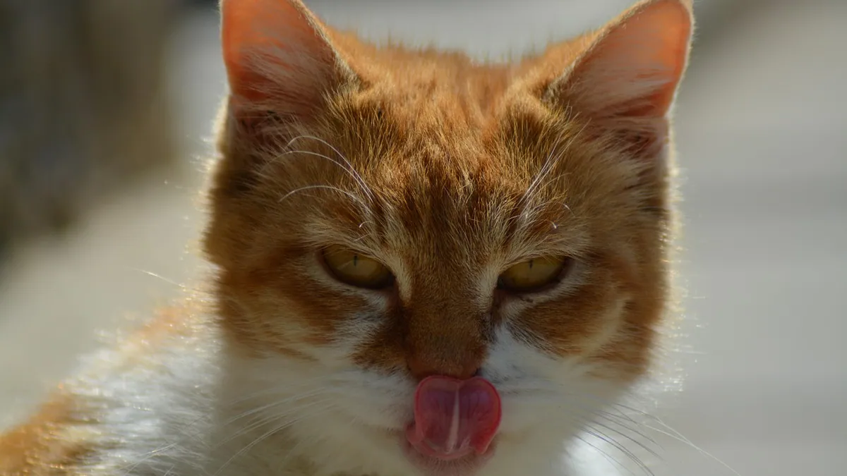 Is Miconazole Safe for Cats? Side Effects to Know