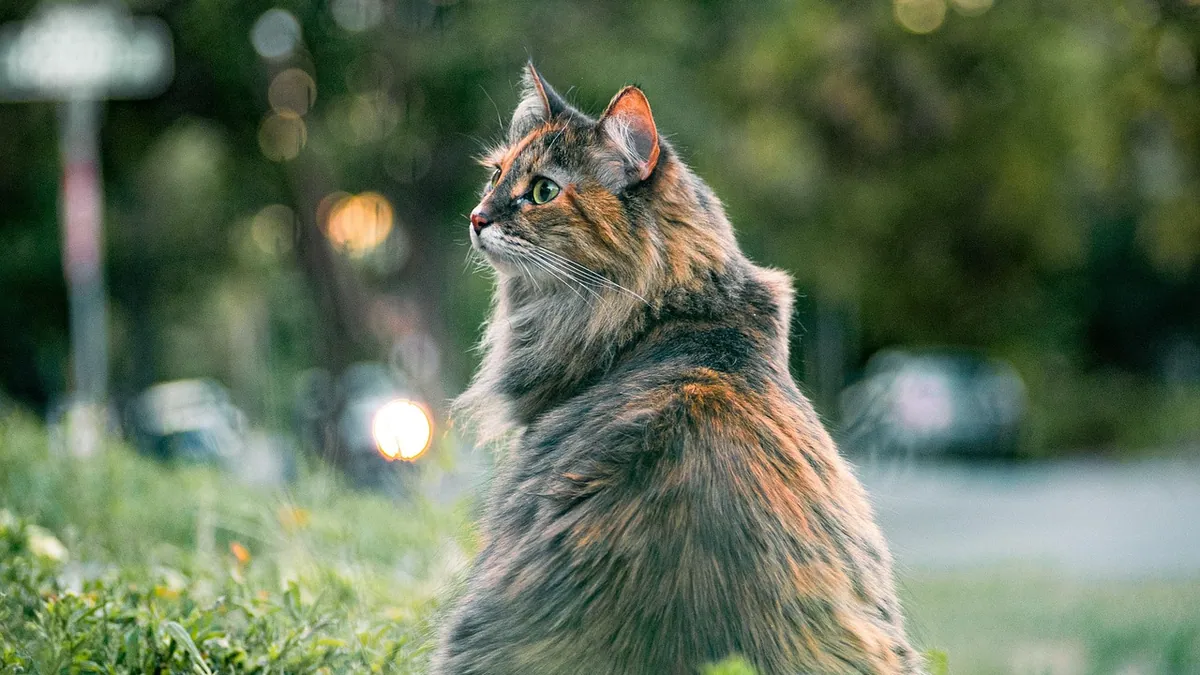 Milbemycin Drops for Cats: Dosing and Safety