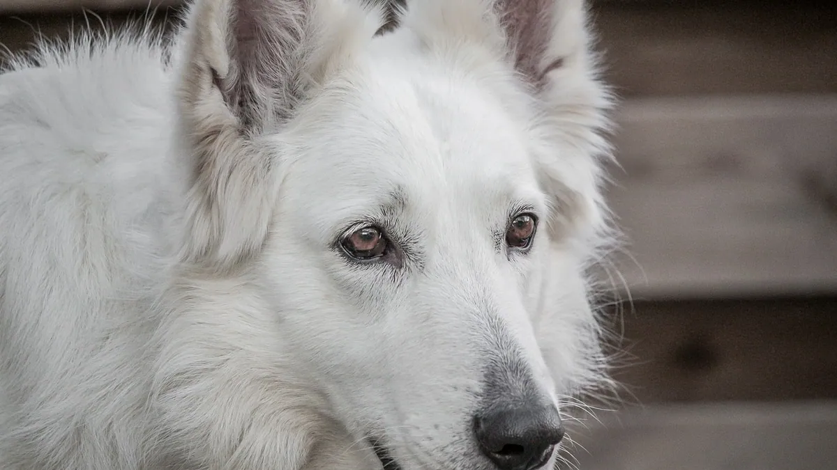 Milbemycin for Dogs: Dose, Uses, and Side Effects