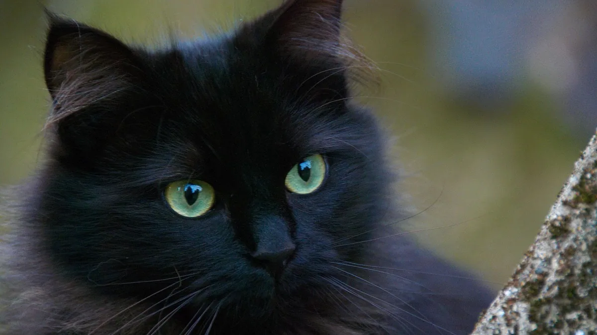 Milbemycin and Ivermectin for Cats: What to Know