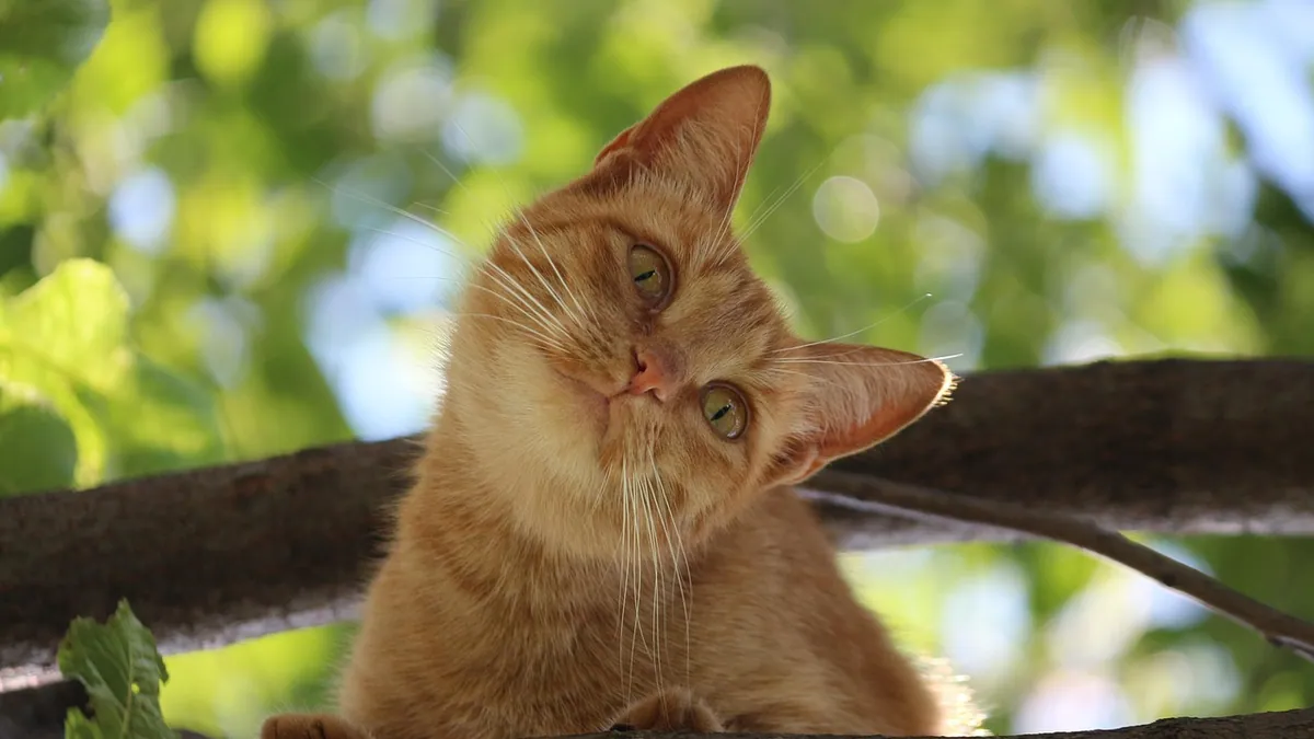 Milbemycin Oxime for Cats: Dose, Safety, and Side Effects