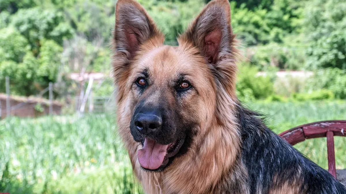 Milbemycin vs Ivermectin for Dogs: Which Is Safer?
