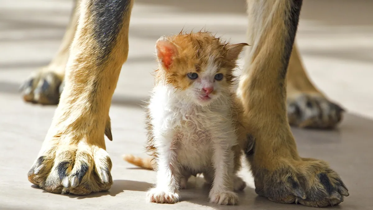 Mild Hypothermia in Cats: Symptoms and Warming Steps
