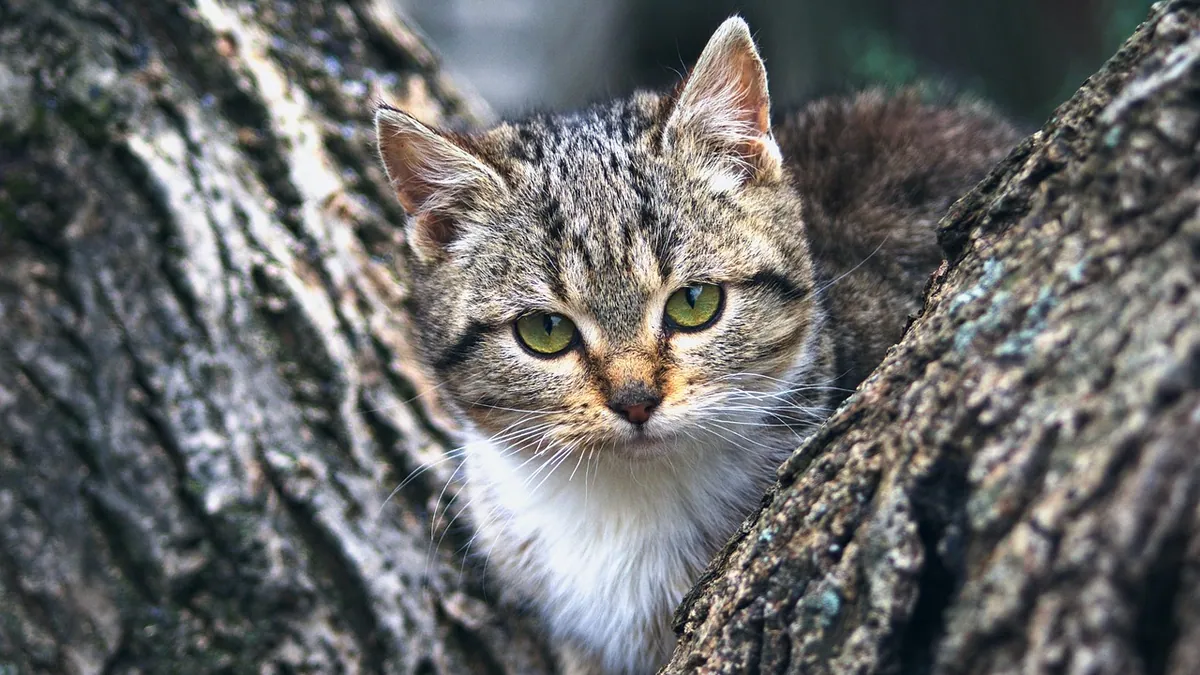 Can Milk Fever Kill a Cat? Eclampsia Signs and Treatment