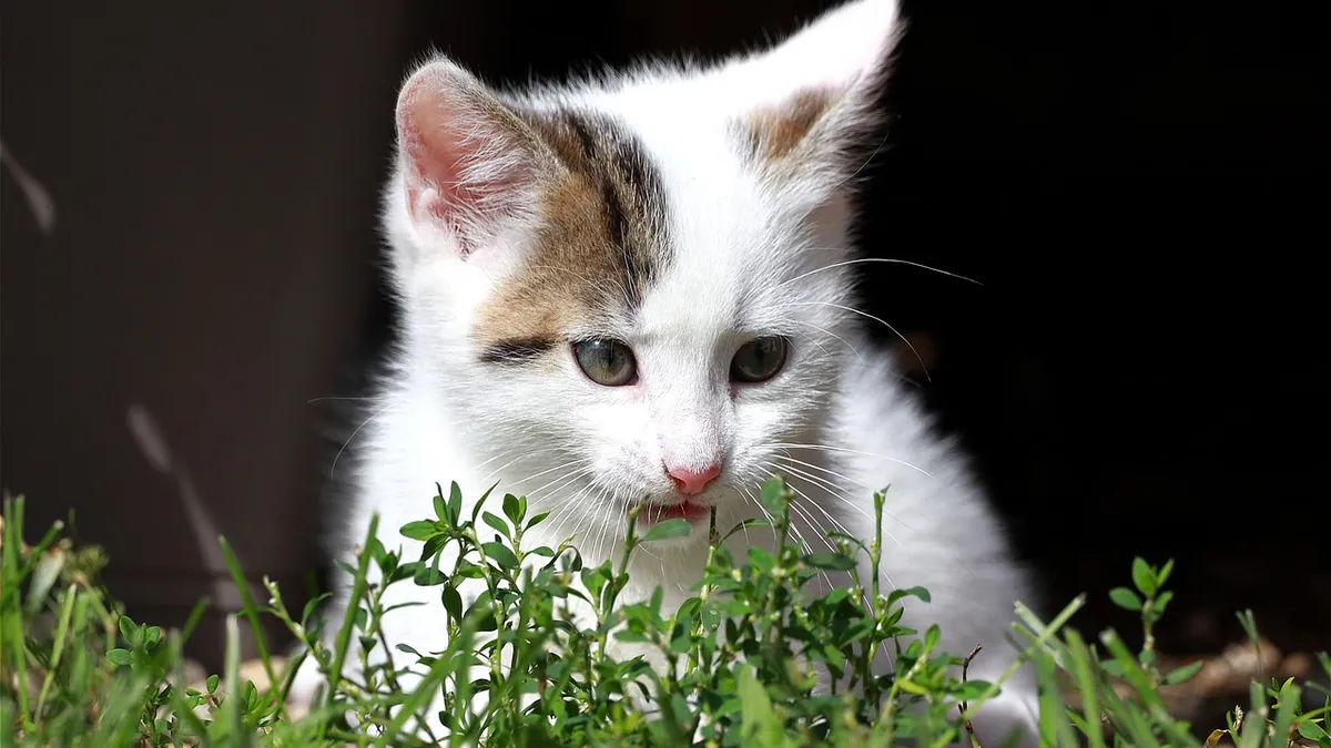 Milk Thistle for Cats With Liver or Kidney Disease
