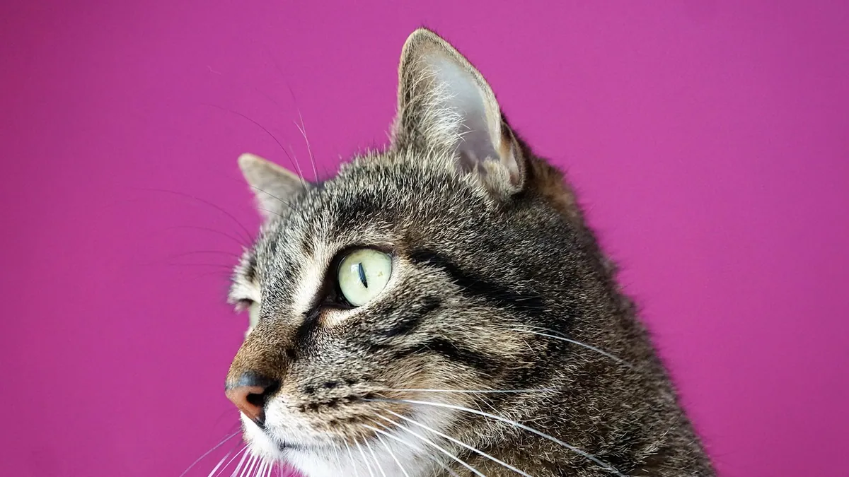 Milk Thistle for Cats Side Effects: What to Watch For